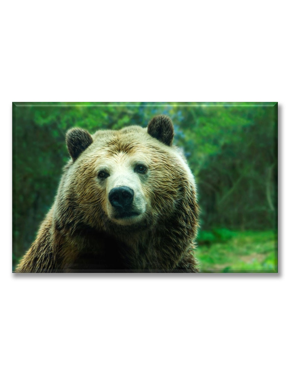 Cuadro decorativo Oso grizzly 1