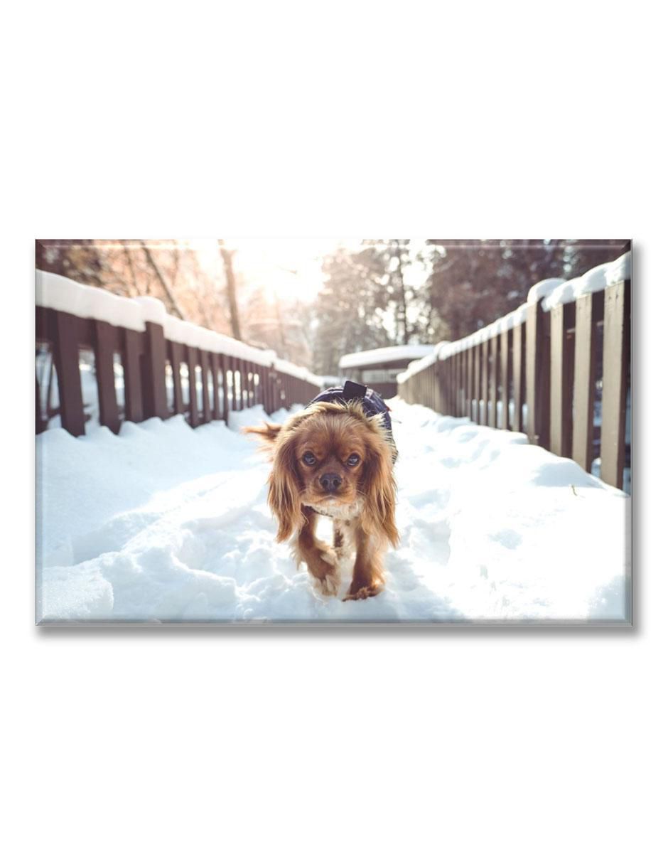 Cuadro decorativo Industria Grafica Ciento 23 Cachorro en la nieve