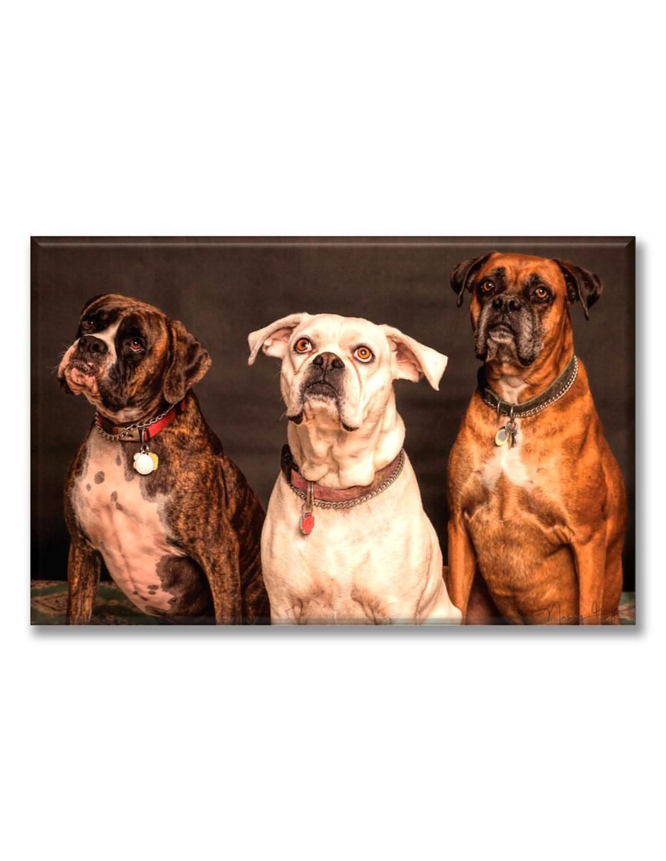 Cuadro decorativo Perros bóxer 1