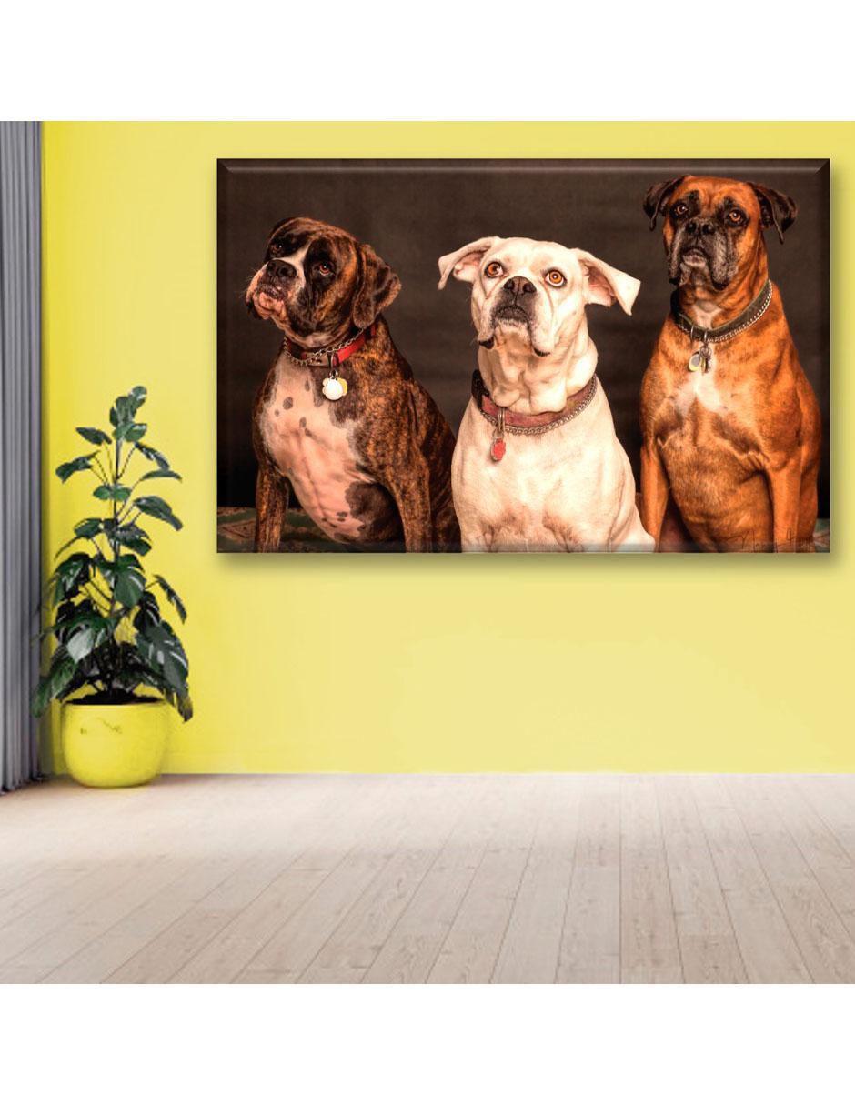 Cuadro decorativo Perros bóxer 6