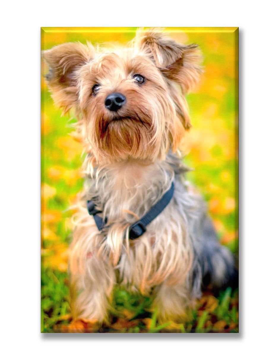 Cuadro decorativo yorkshire terrier Cuadro decorativo yorkshire terrier