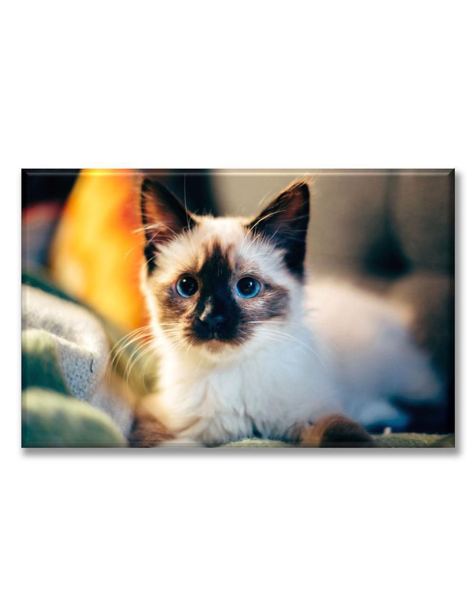 Cuadro decorativo Gatito siamés 1