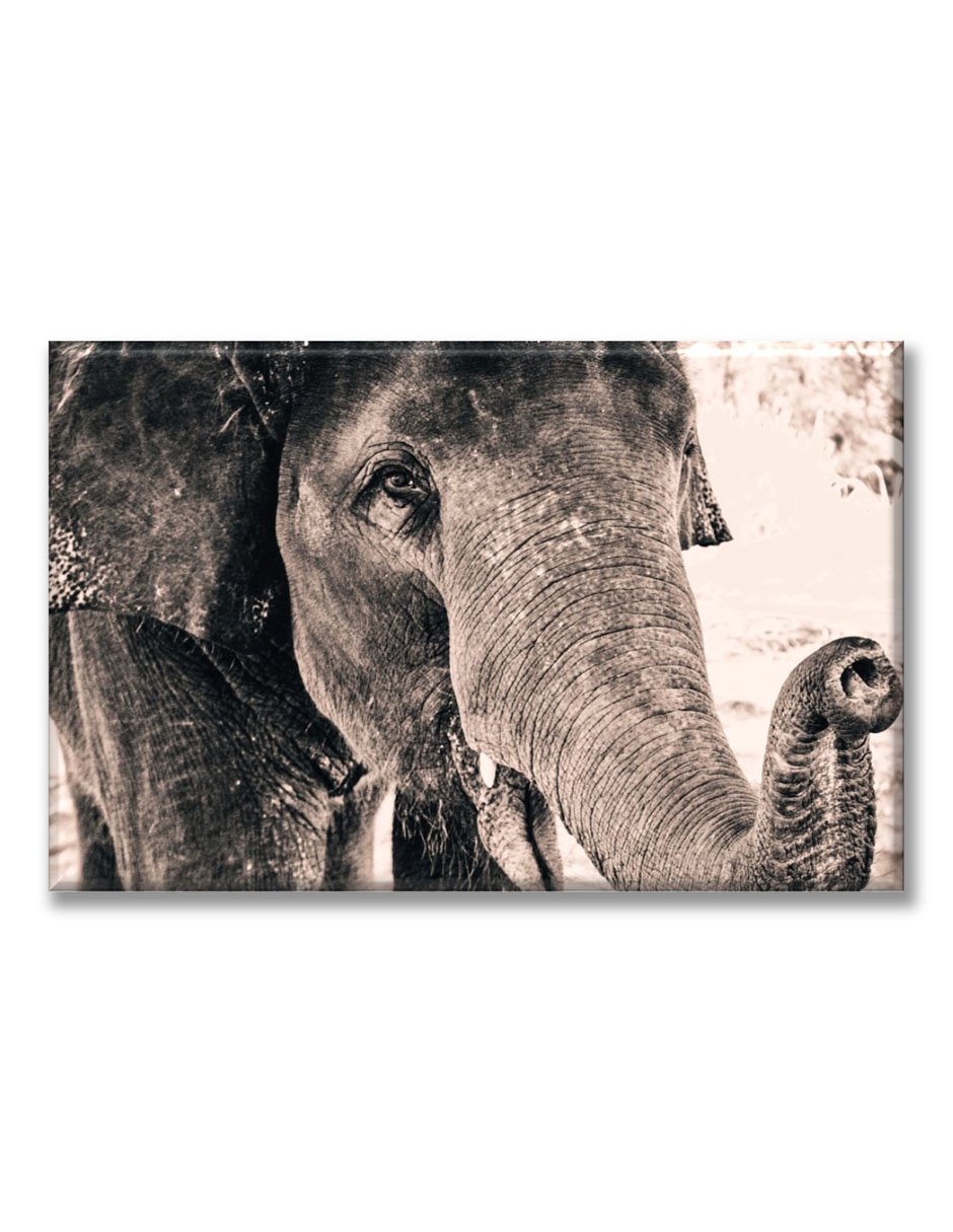 Cuadro decorativo Elefante 1
