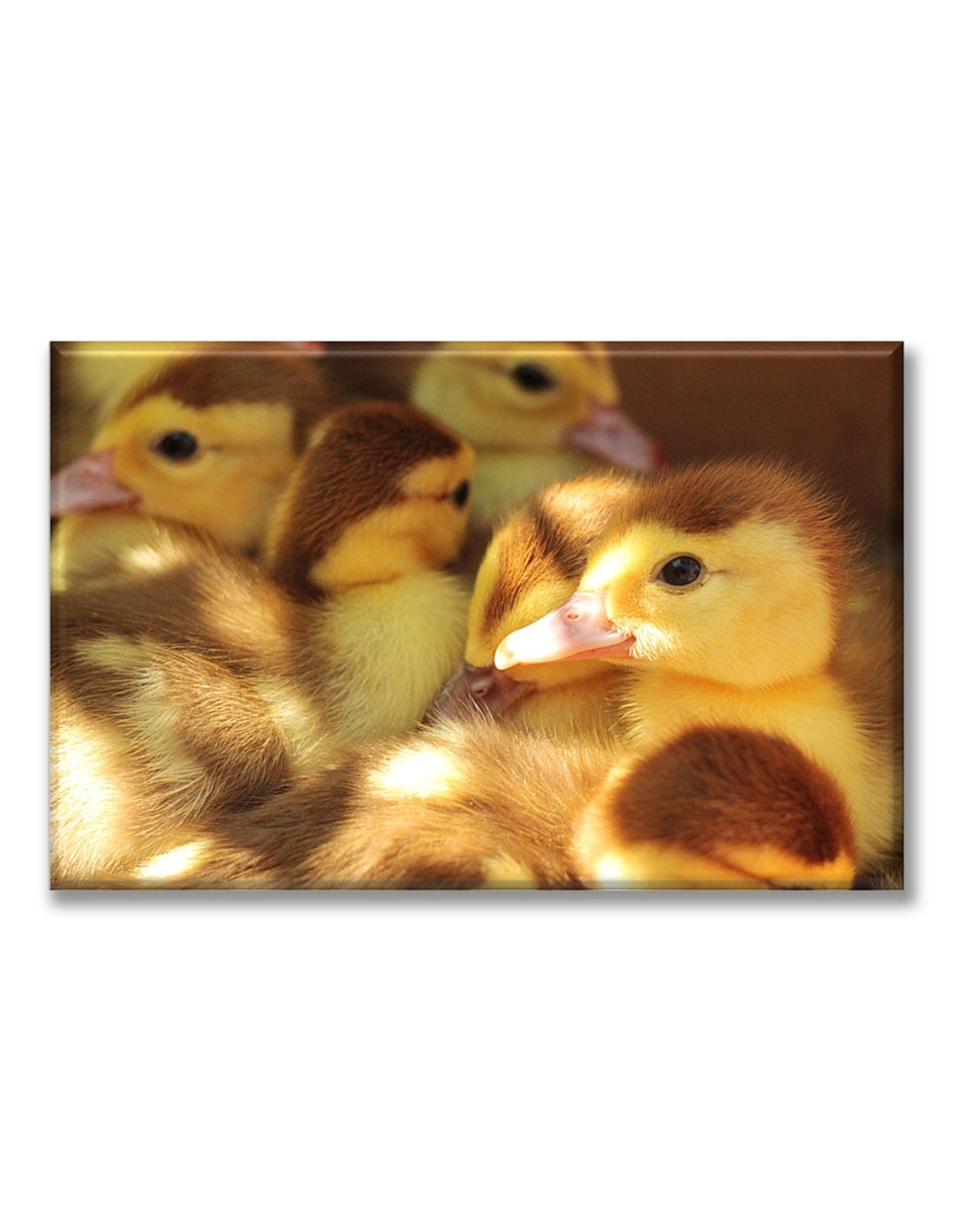 Cuadro decorativo Patitos 1