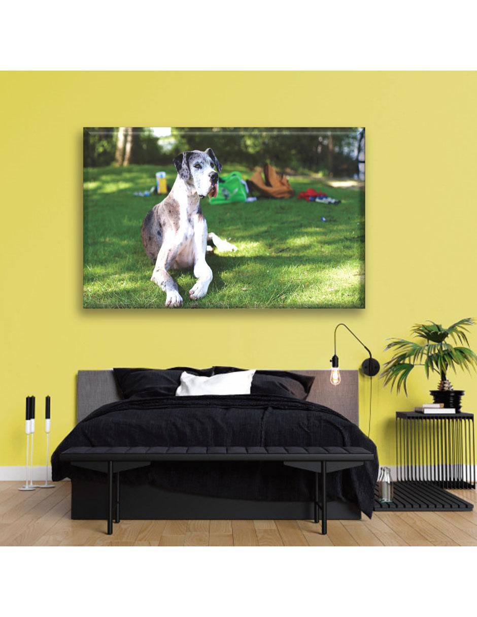 Cuadro decorativo Gran danés 6