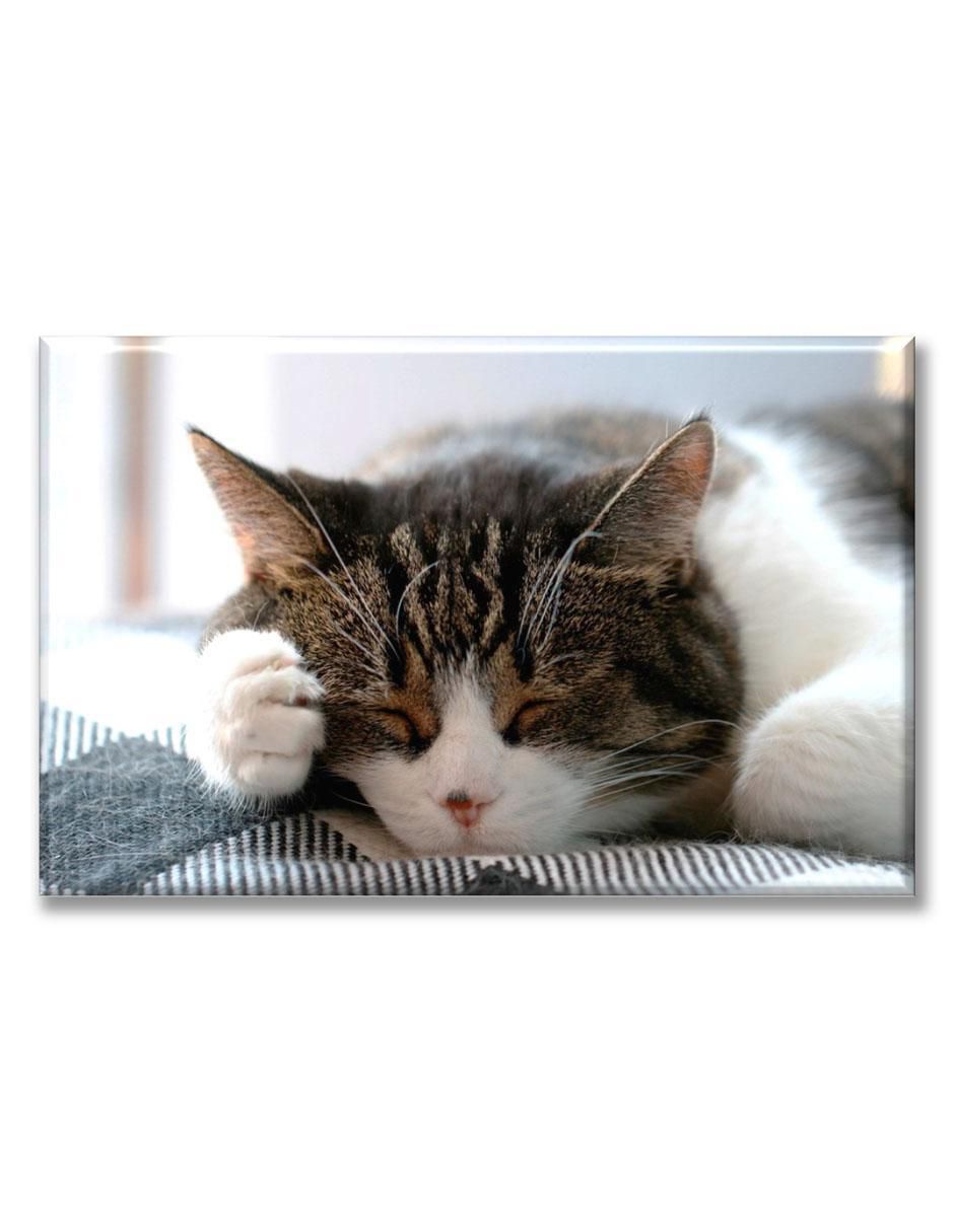 Cuadro decorativo Gato dormilón 1