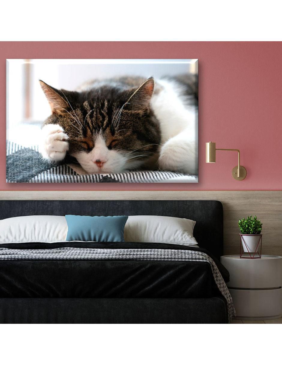 Cuadro decorativo Gato dormilón 6