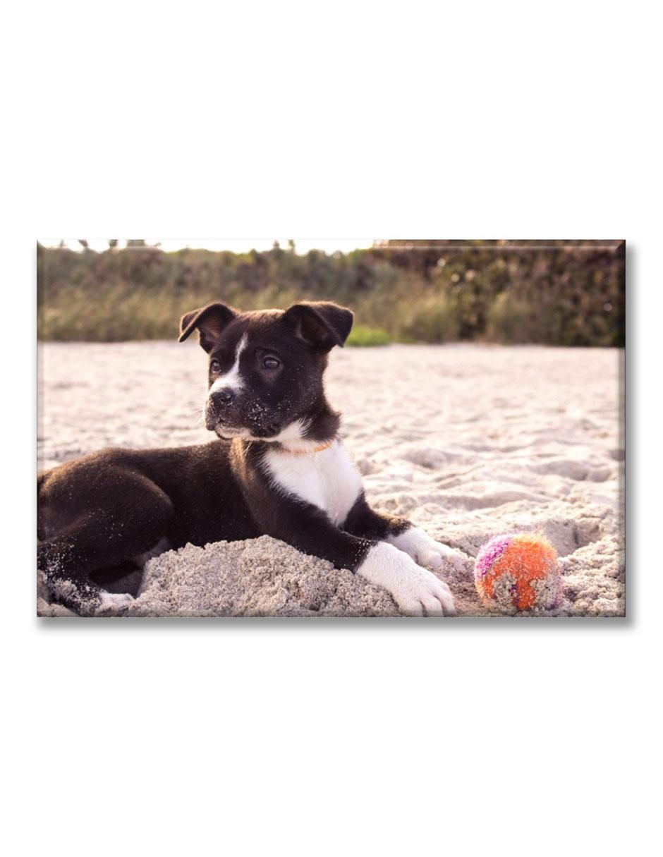 Cuadro decorativo Cachorro en la playa 1