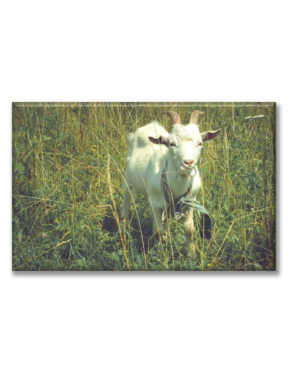 Cuadro decorativo Cabra pastando 1