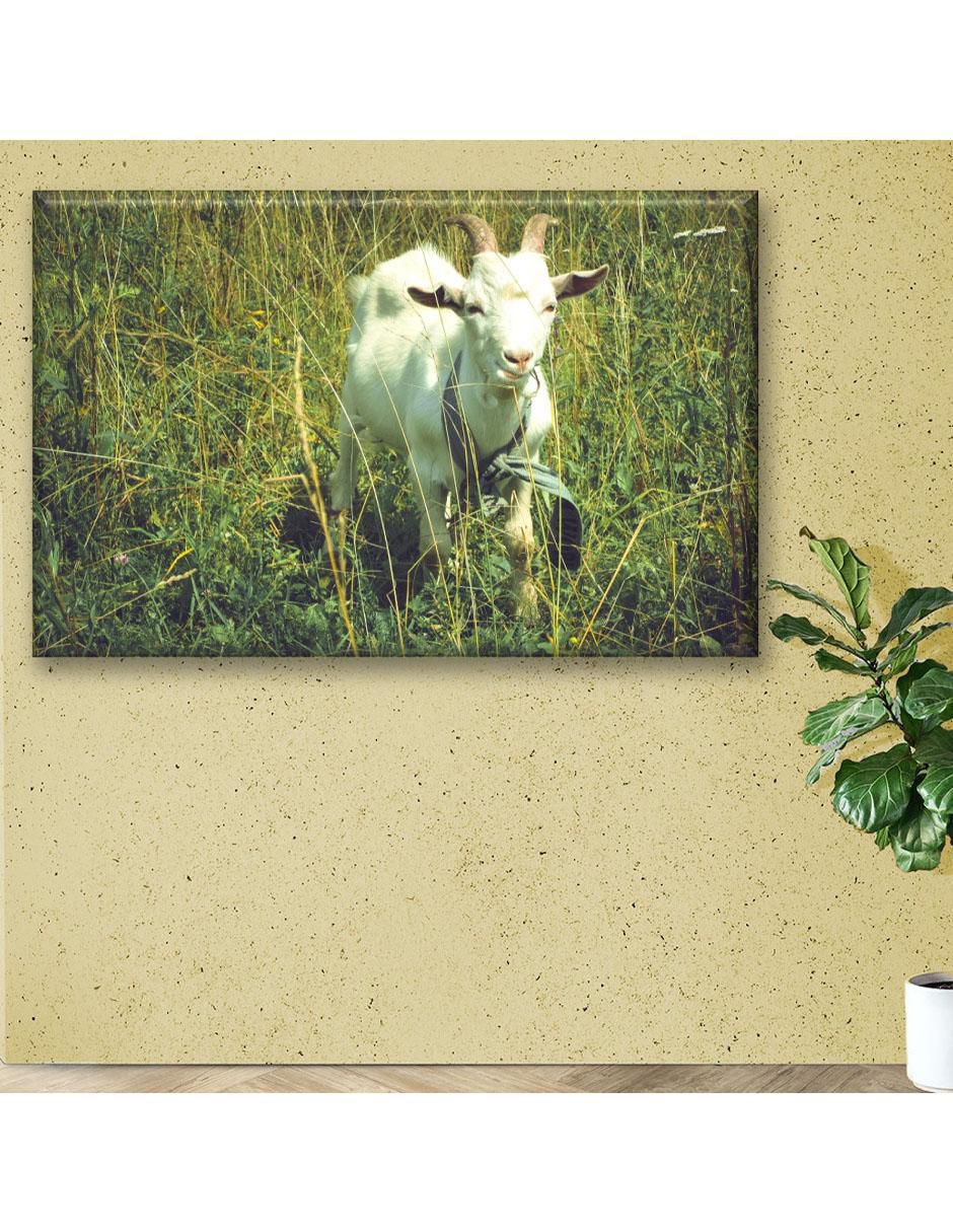 Cuadro decorativo Cabra pastando 6
