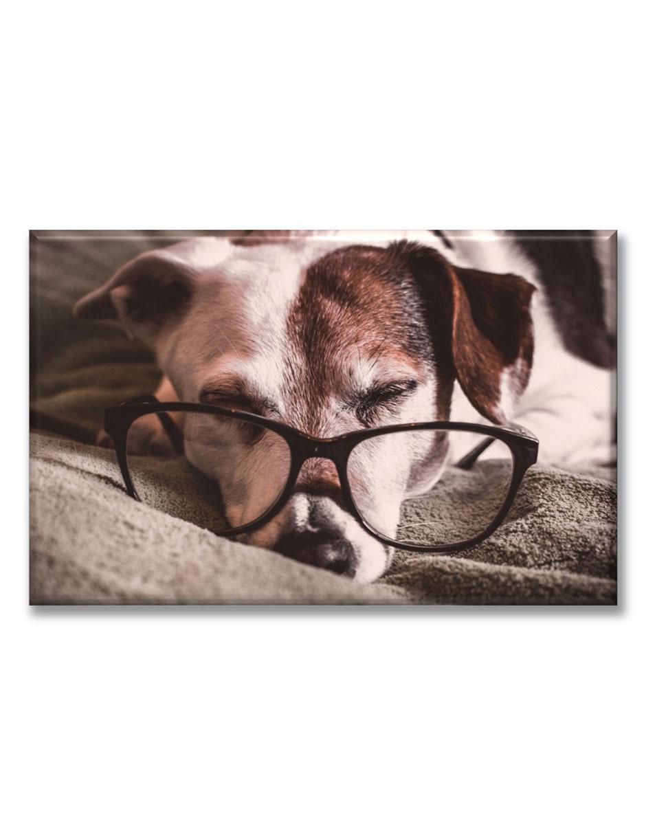 Cuadro decorativo Perrito estudioso 1