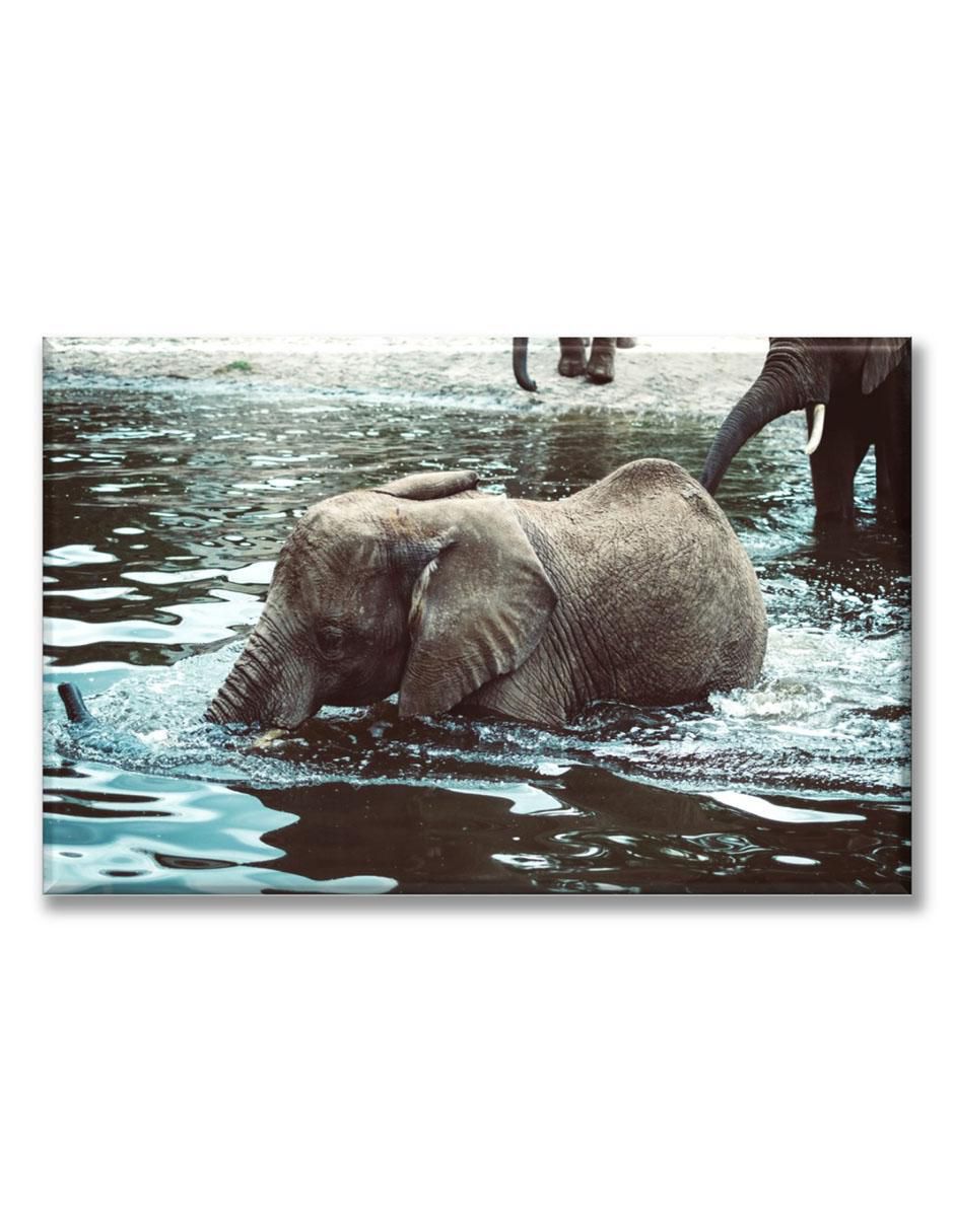 Cuadro decorativo Elefante nadando 1