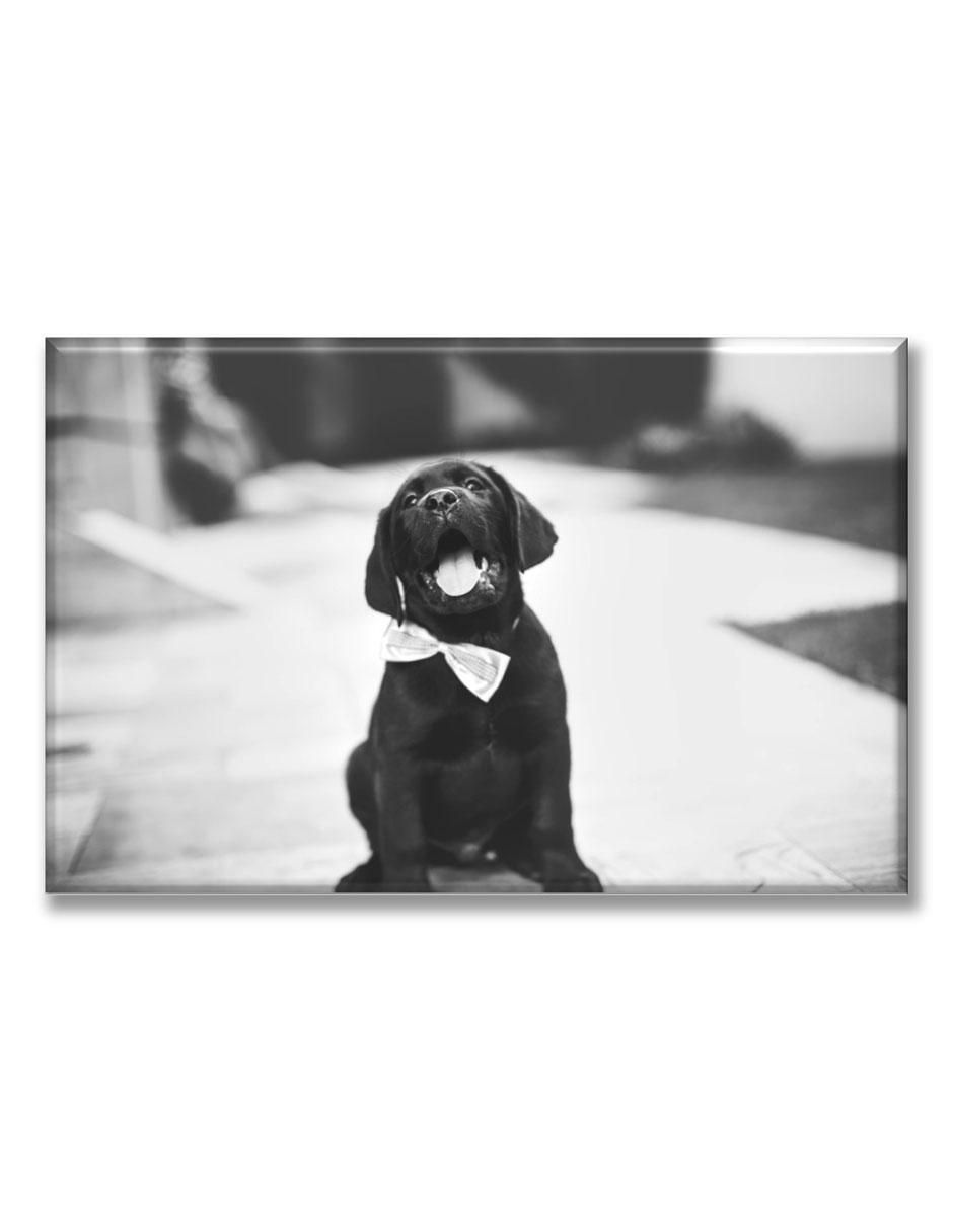 Cuadro decorativo Industria Grafica Ciento 23 Cachorro con moño