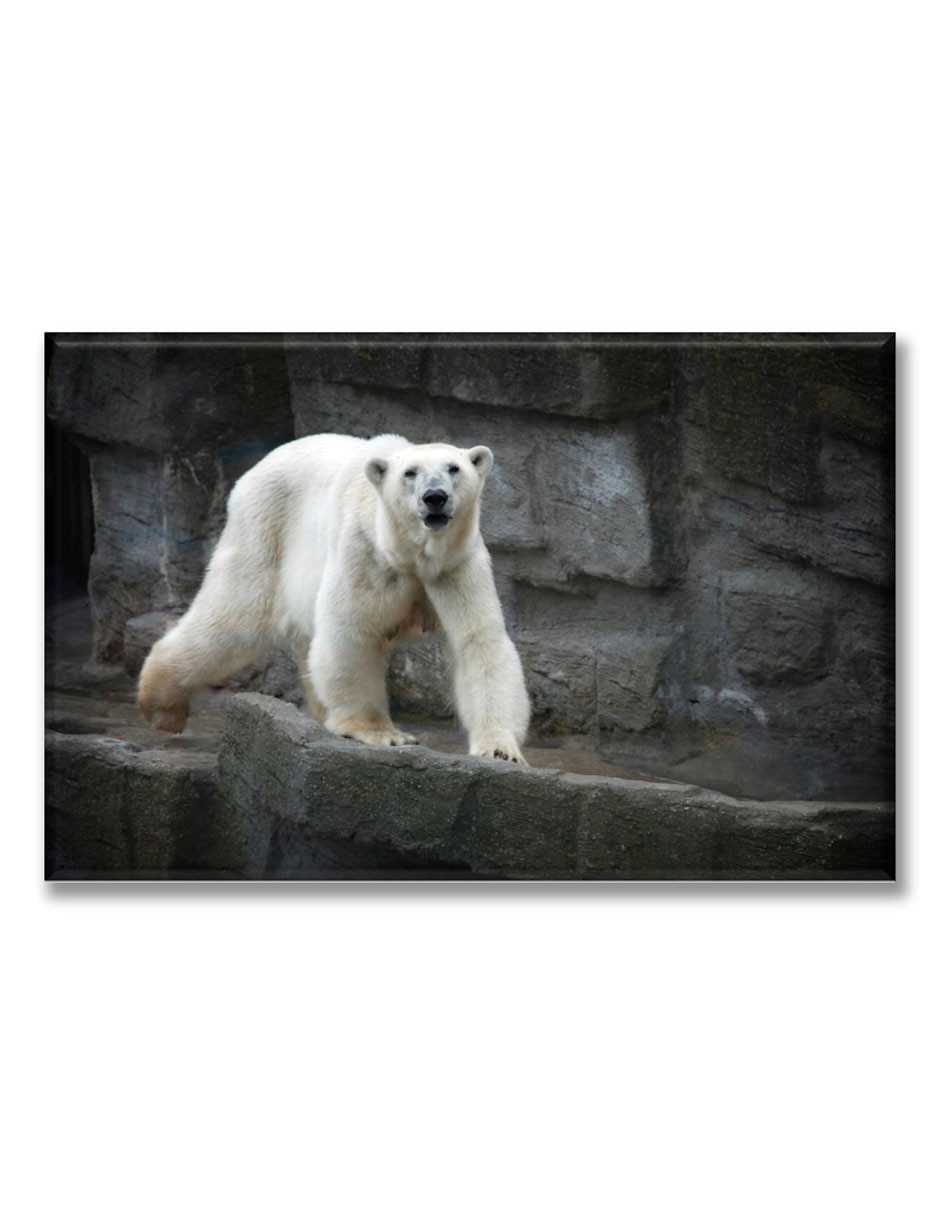 Cuadro decorativo Oso polar Cuadro decorativo Oso polar