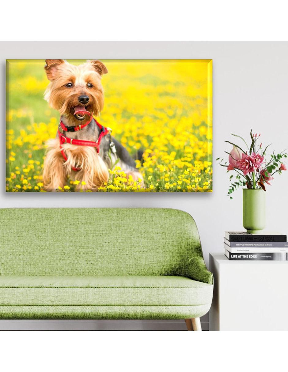 Cuadro decorativo Yorkshire terrier en el pasto 3