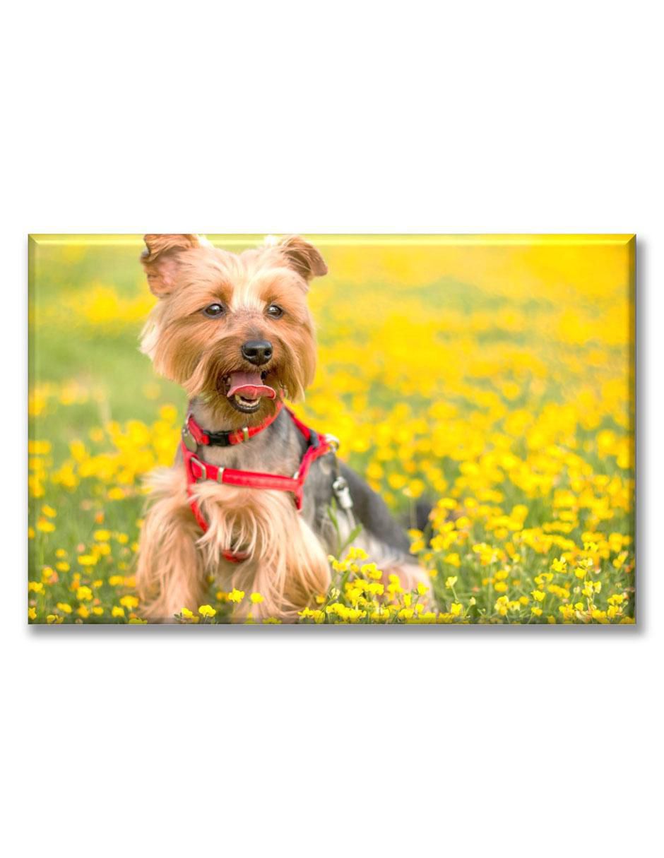 Cuadro decorativo Industria Grafica Ciento 23 Yorkshire terrier en el pasto
