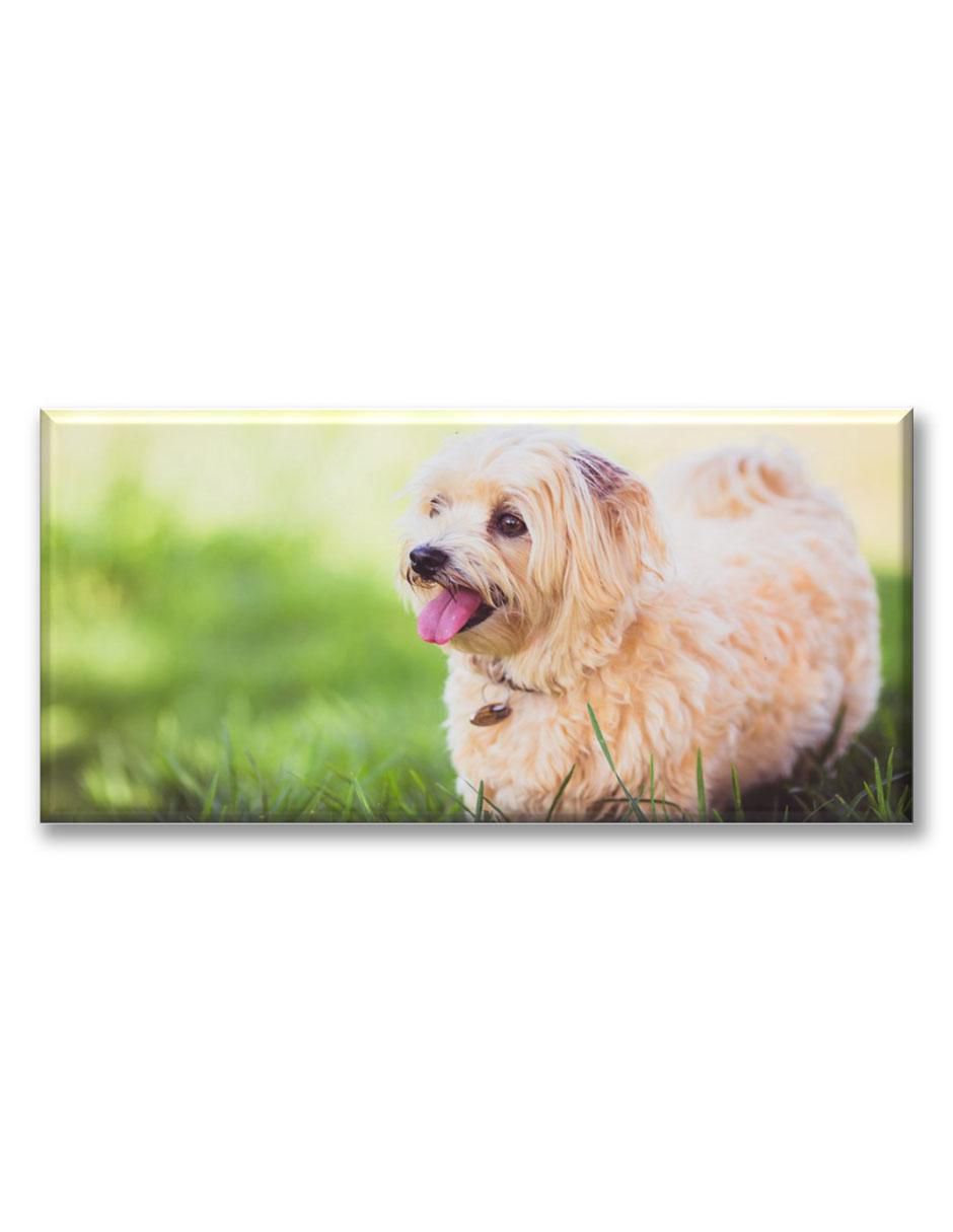 Cuadro decorativo Industria Grafica Ciento 23 Dandie terrier