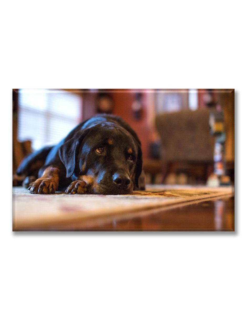 Cuadro decorativo Rottweiler acostado 1