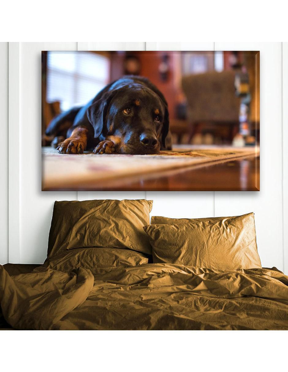 Cuadro decorativo Rottweiler acostado 6