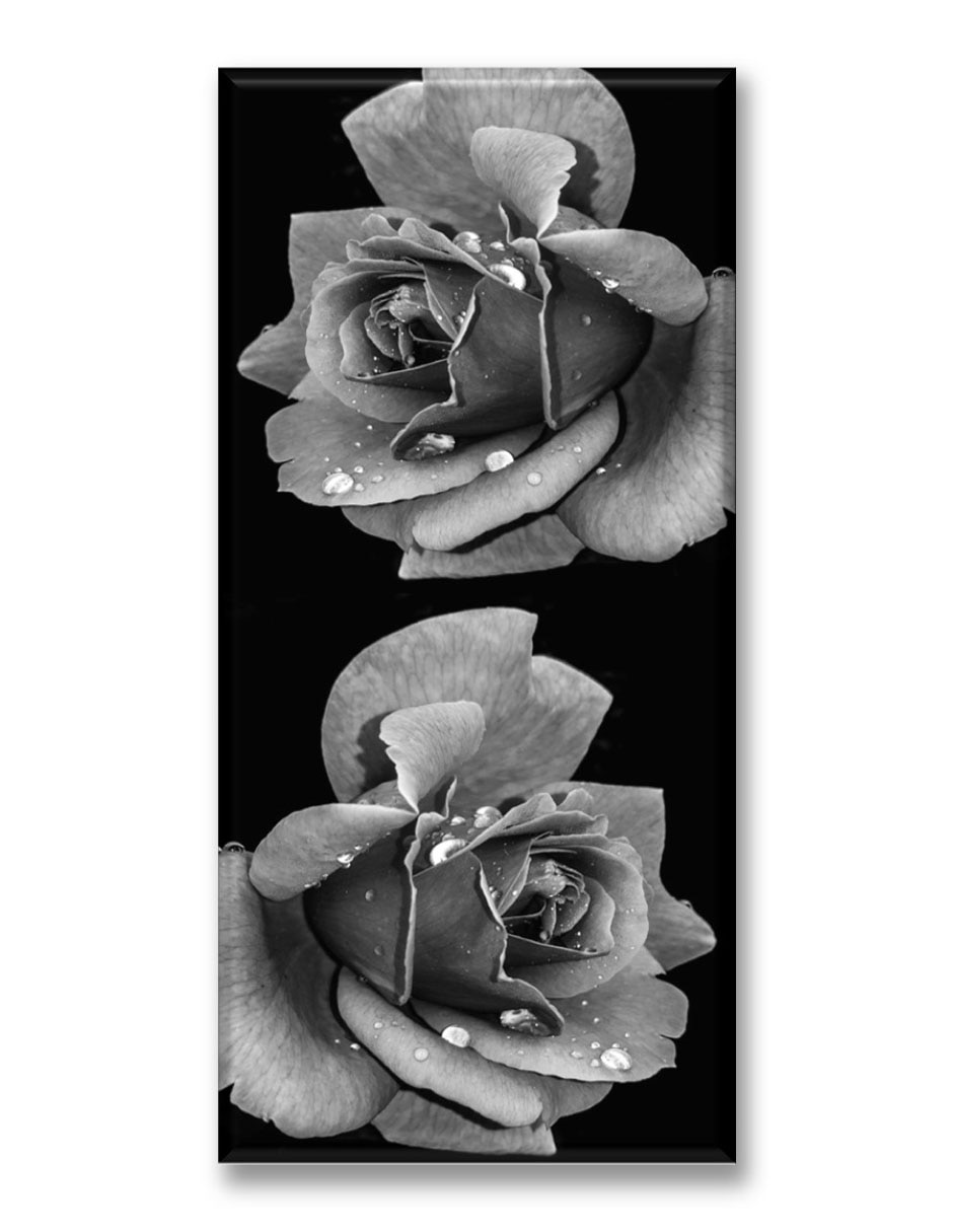 Cuadro decorativo Rosa con rocío 1
