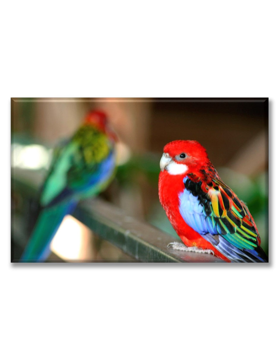 Cuadro decorativo Perico elegante 1