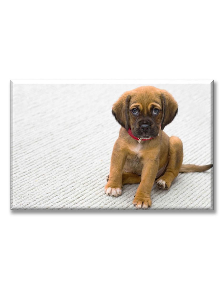 Cuadro decorativo Cachorro bóxer 1
