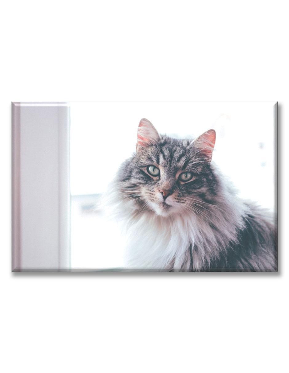 Cuadro decorativo Gato de pelaje largo 1