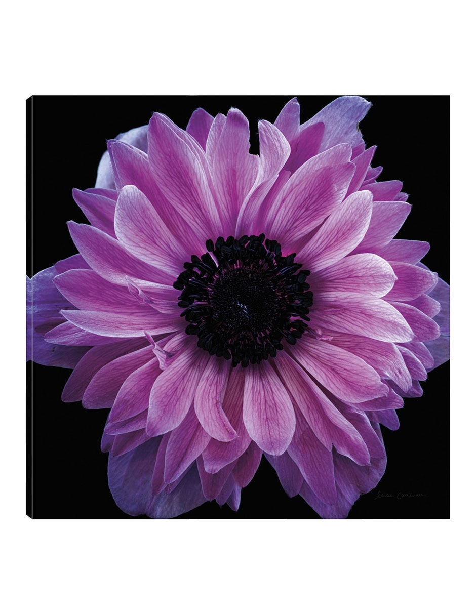 Cuadro decorativo Cosecha De Anémona Morada técnica mixta Floración Cuadro decorativo Cosecha De Anémona Morada técnica mixta Floración