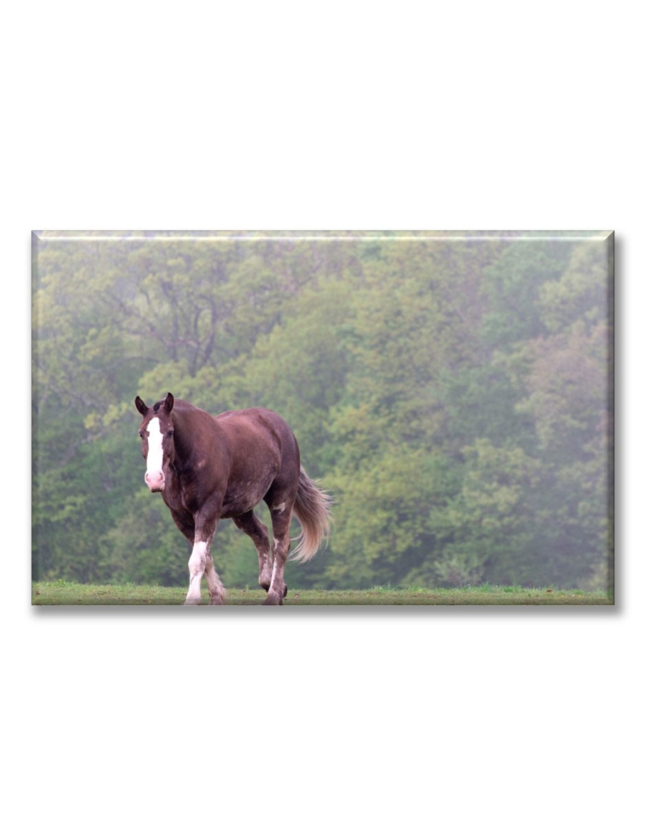 Cuadro decorativo Caballo caminando 1