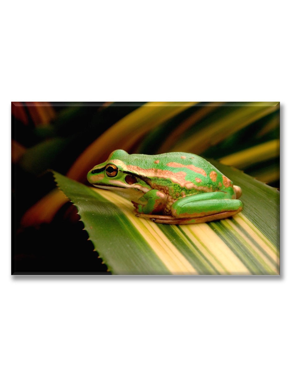 Cuadro decorativo Industria Grafica Ciento 23 Rana en una hoja