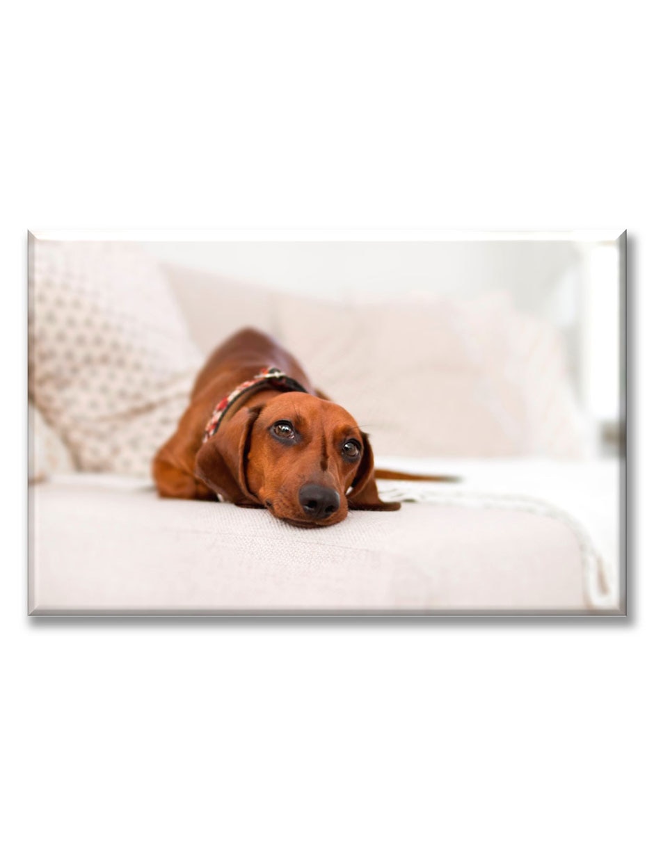 Cuadro decorativo Perrito salchicha 1