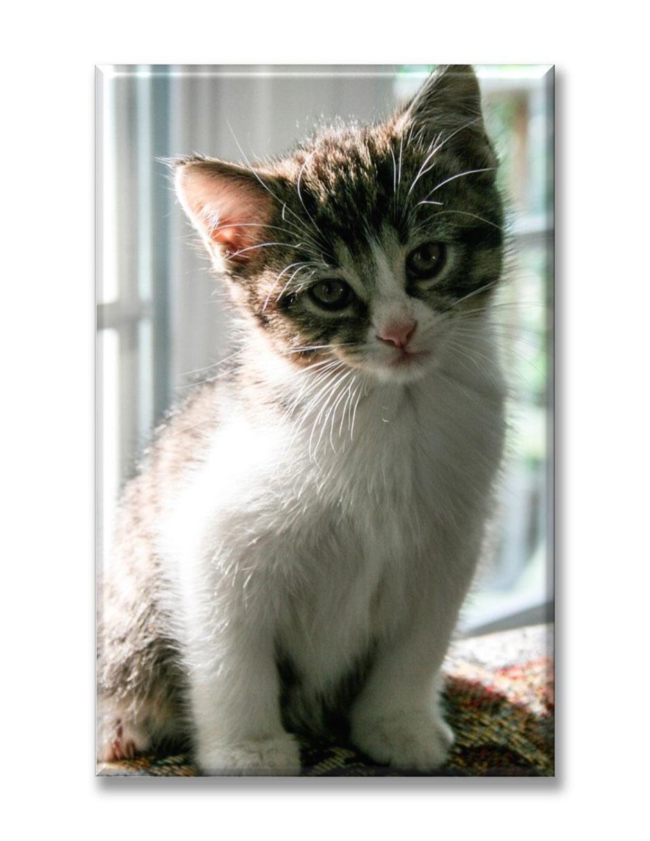 Cuadro decorativo Gatito curioso 1