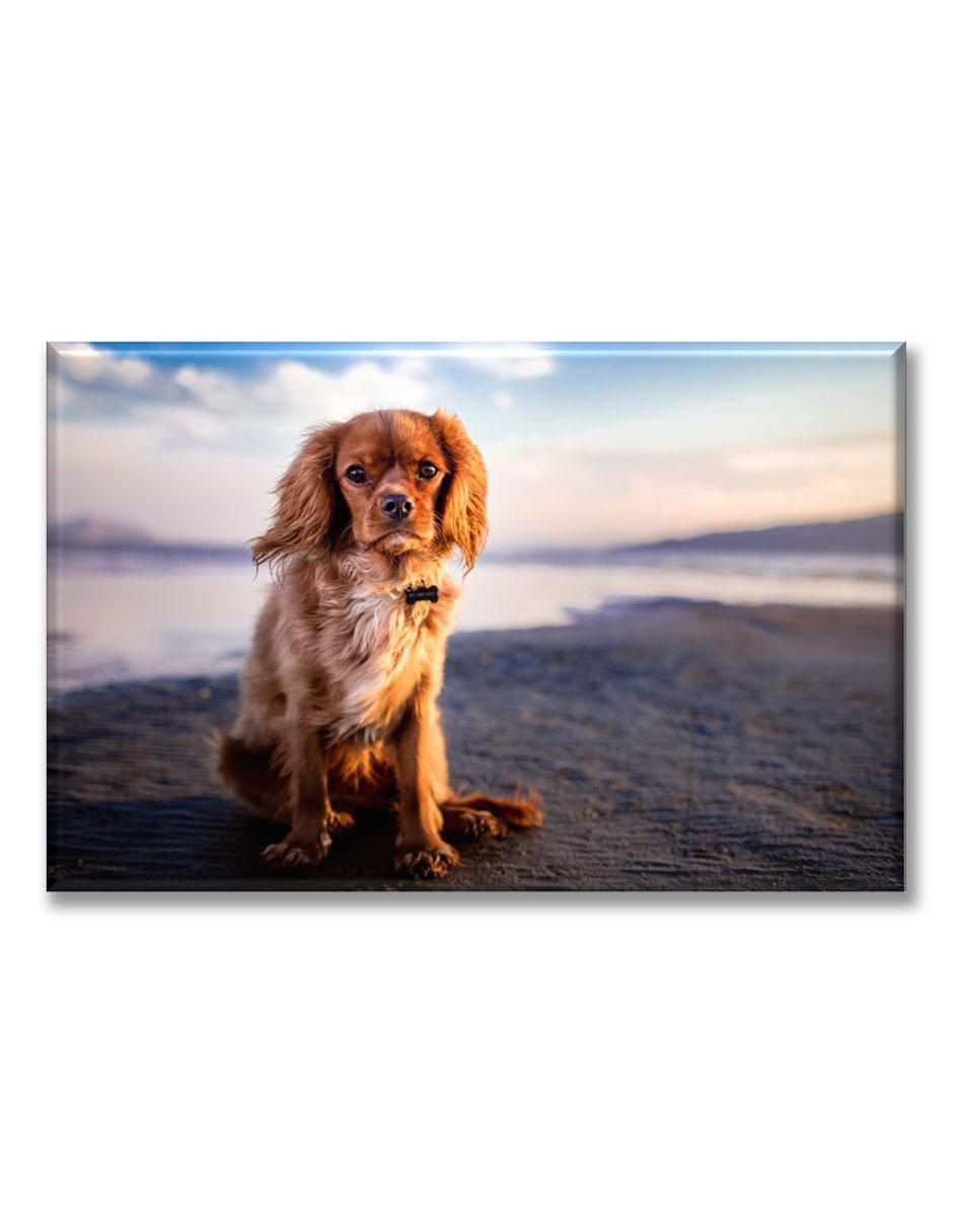 Cuadro decorativo Industria Grafica Ciento 23 Toy spaniel en la playa