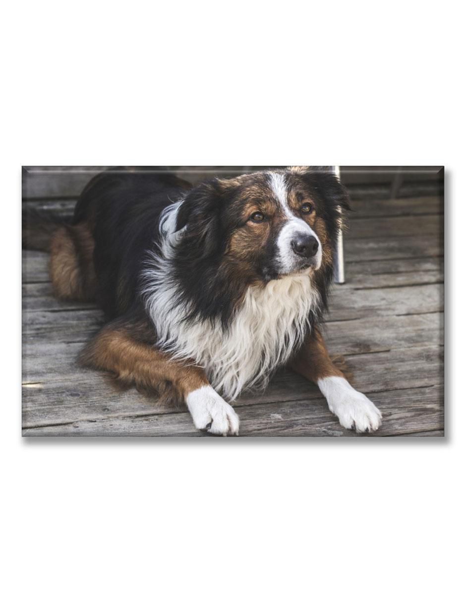 Cuadro decorativo Border collie 1