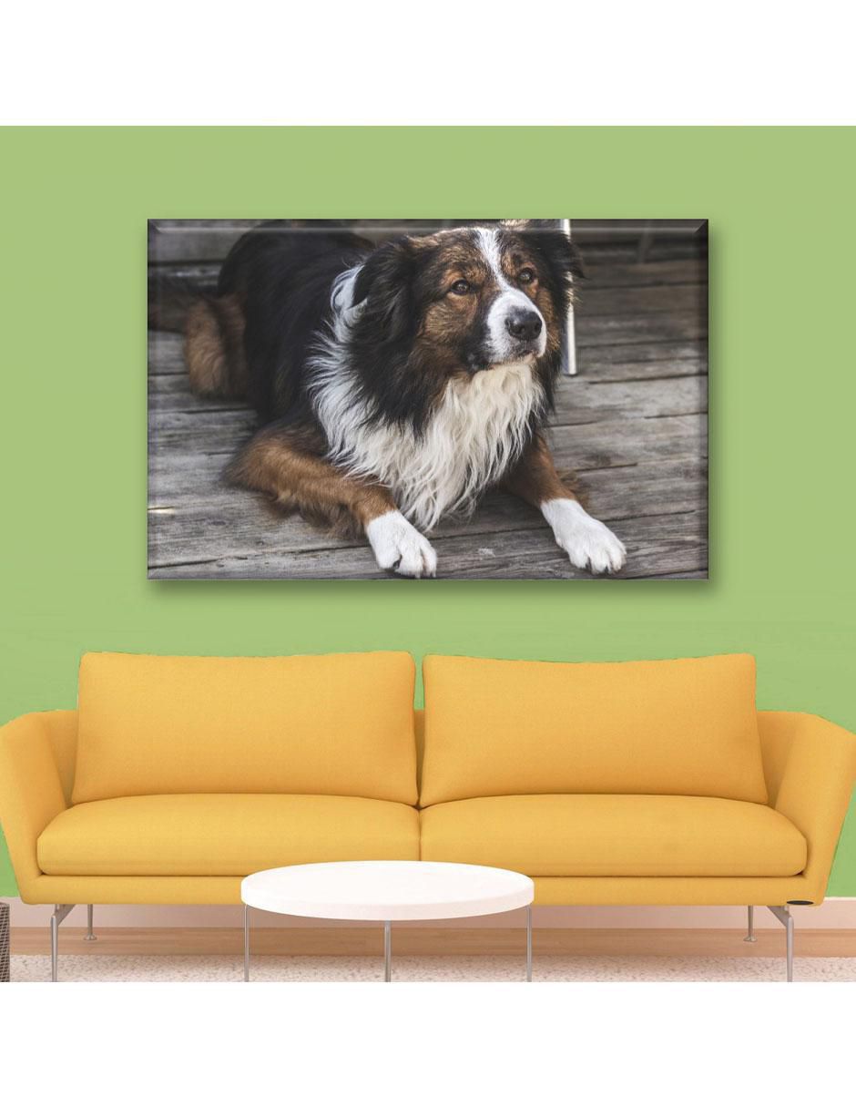 Cuadro decorativo Border collie 6