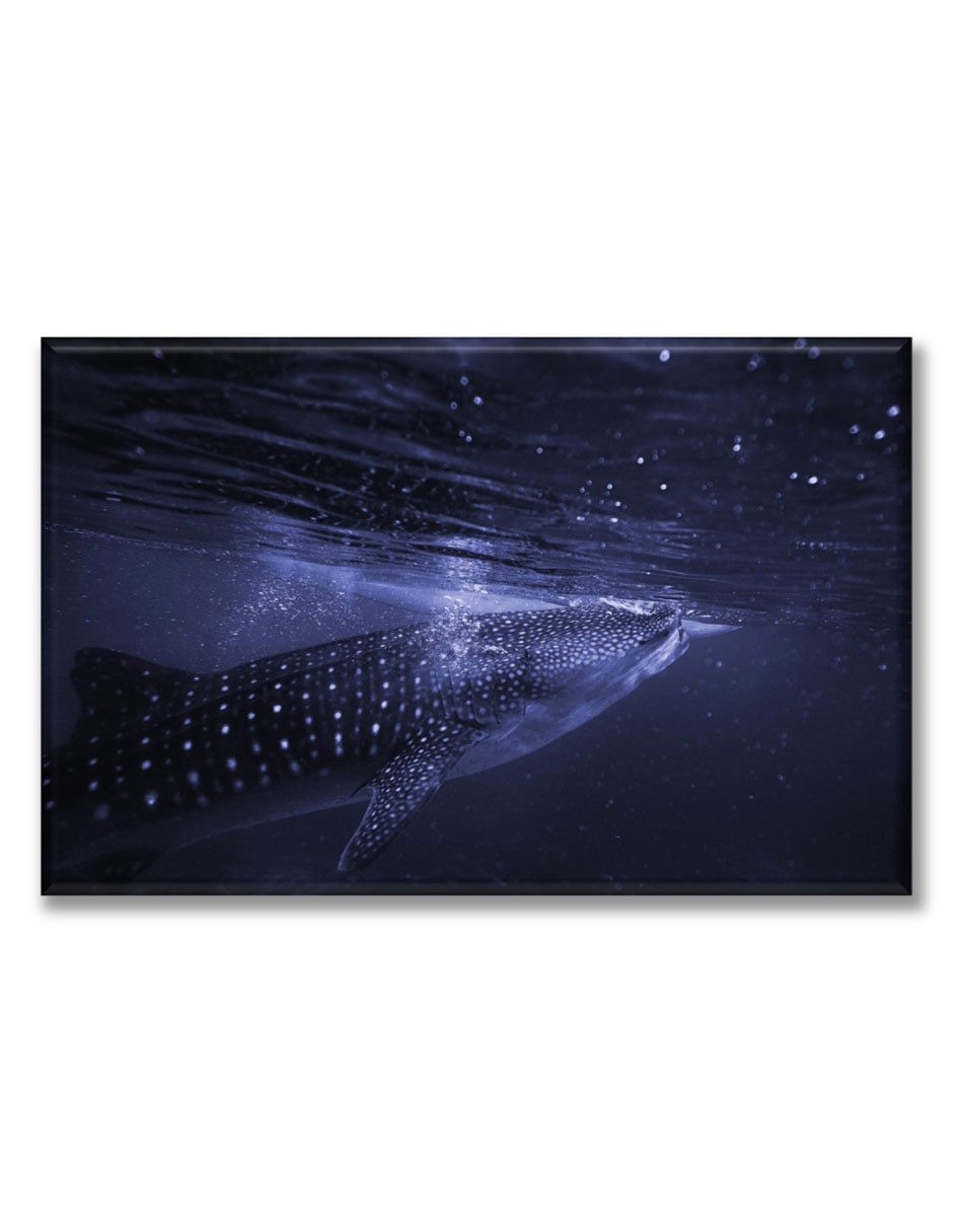 Cuadro decorativo Tiburón ballena 1