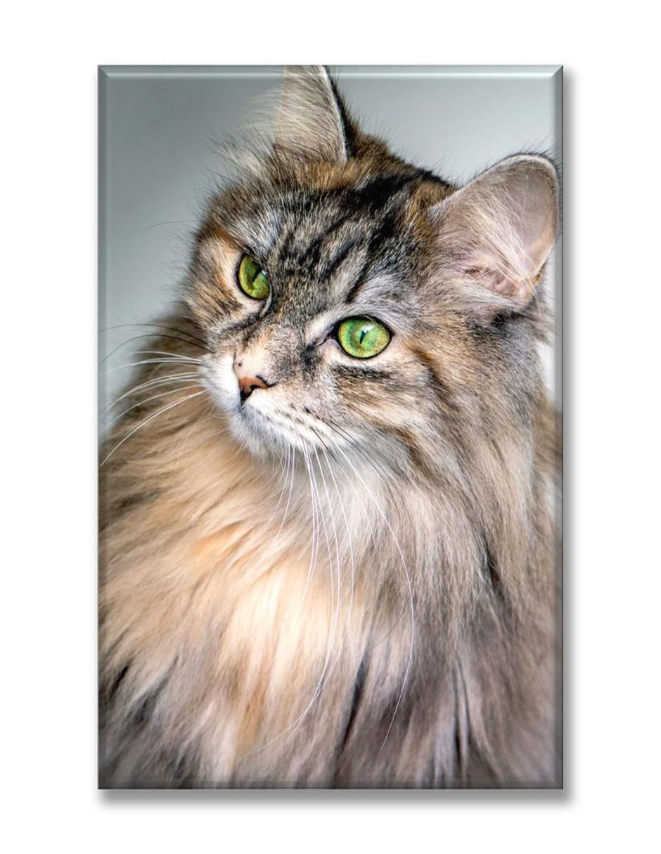 Cuadro decorativo Industria Grafica Ciento 23 Gato doméstico