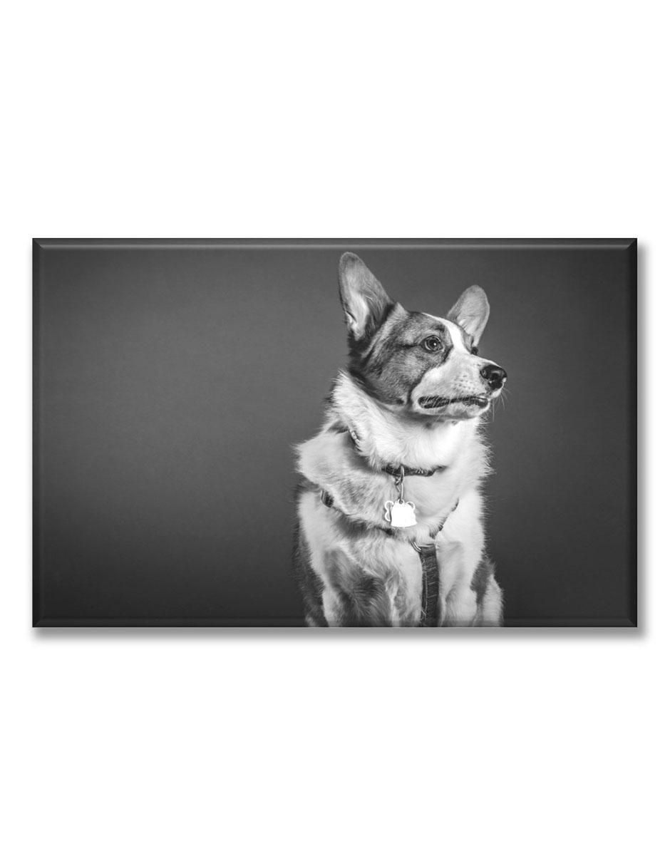 Cuadro decorativo Corgi 1