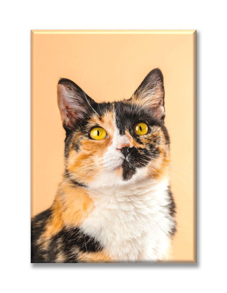 Cuadro decorativo Industria Grafica Ciento 23 Gato calico