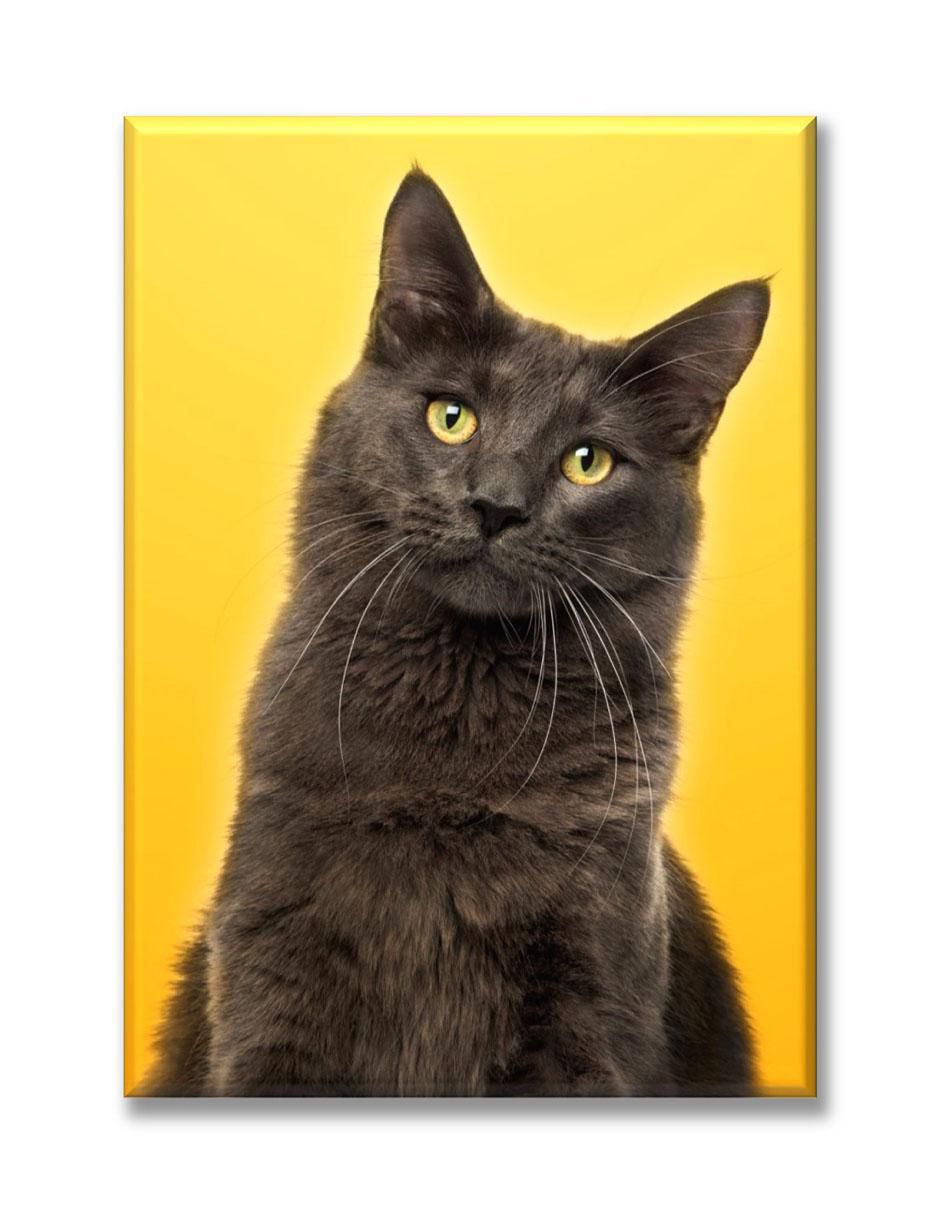 Cuadro decorativo Industria Grafica Ciento 23 Gato fondo amarillo