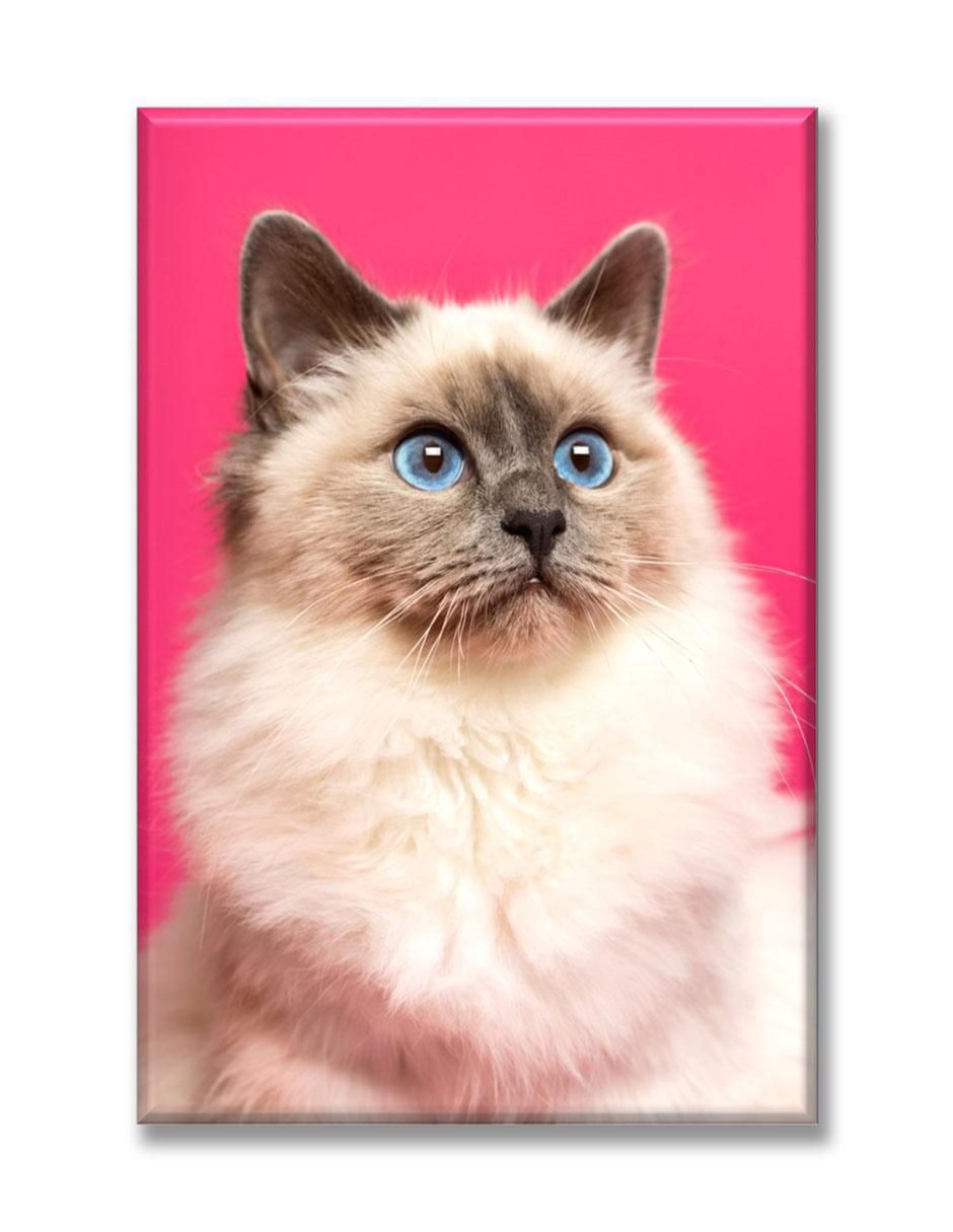 Cuadro decorativo Gato Persa Cuadro decorativo Gato Persa