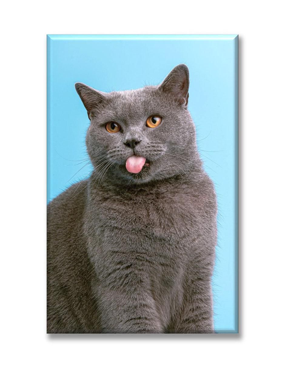 Cuadro decorativo Industria Grafica Ciento 23 Gato británico