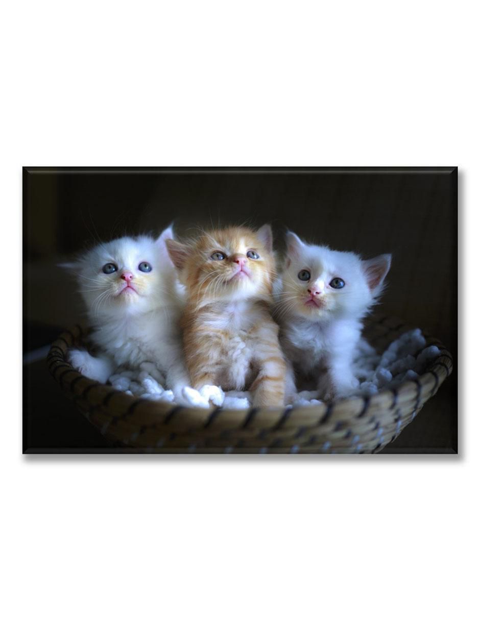 Cuadro decorativo Industria Grafica Ciento 23 3 gatitos