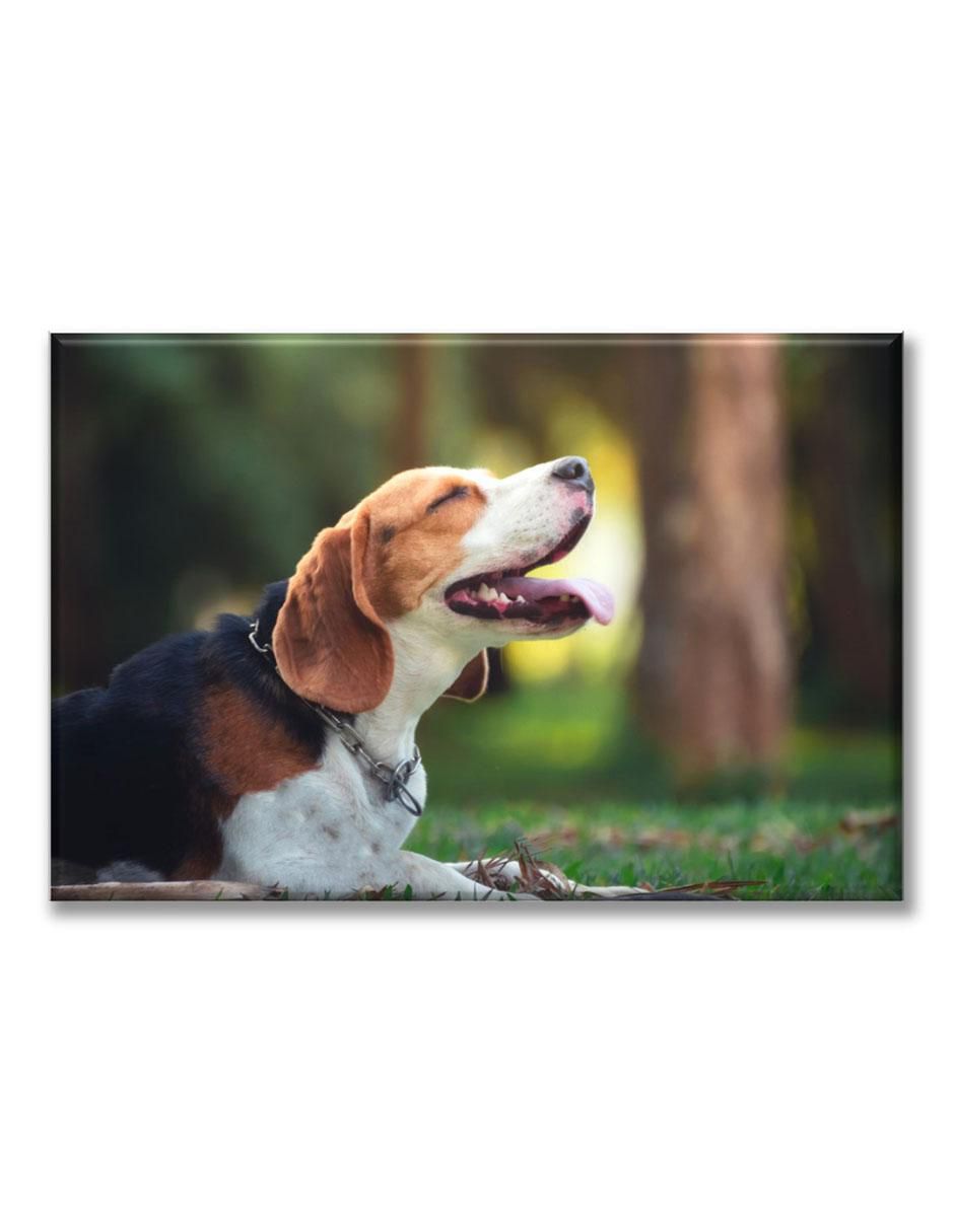 Cuadro decorativo Beagle feliz 1
