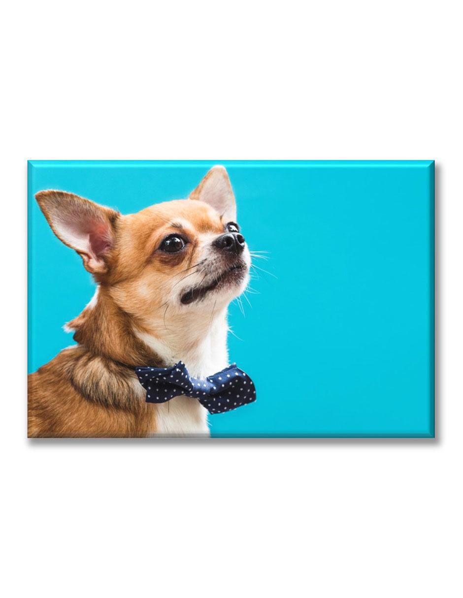Cuadro decorativo Chihuahua elegante 1