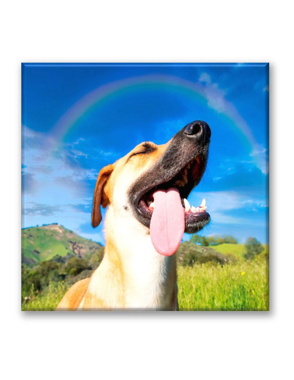 Cuadro decorativo Perro arcoiris 1