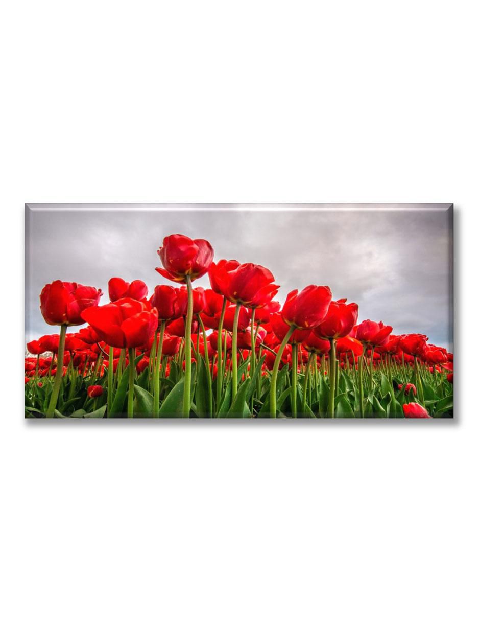 Cuadro decorativo Campos de tulipanes rojos 1