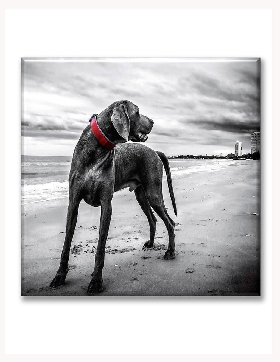 Cuadro decorativo Perro con collar rojo 1