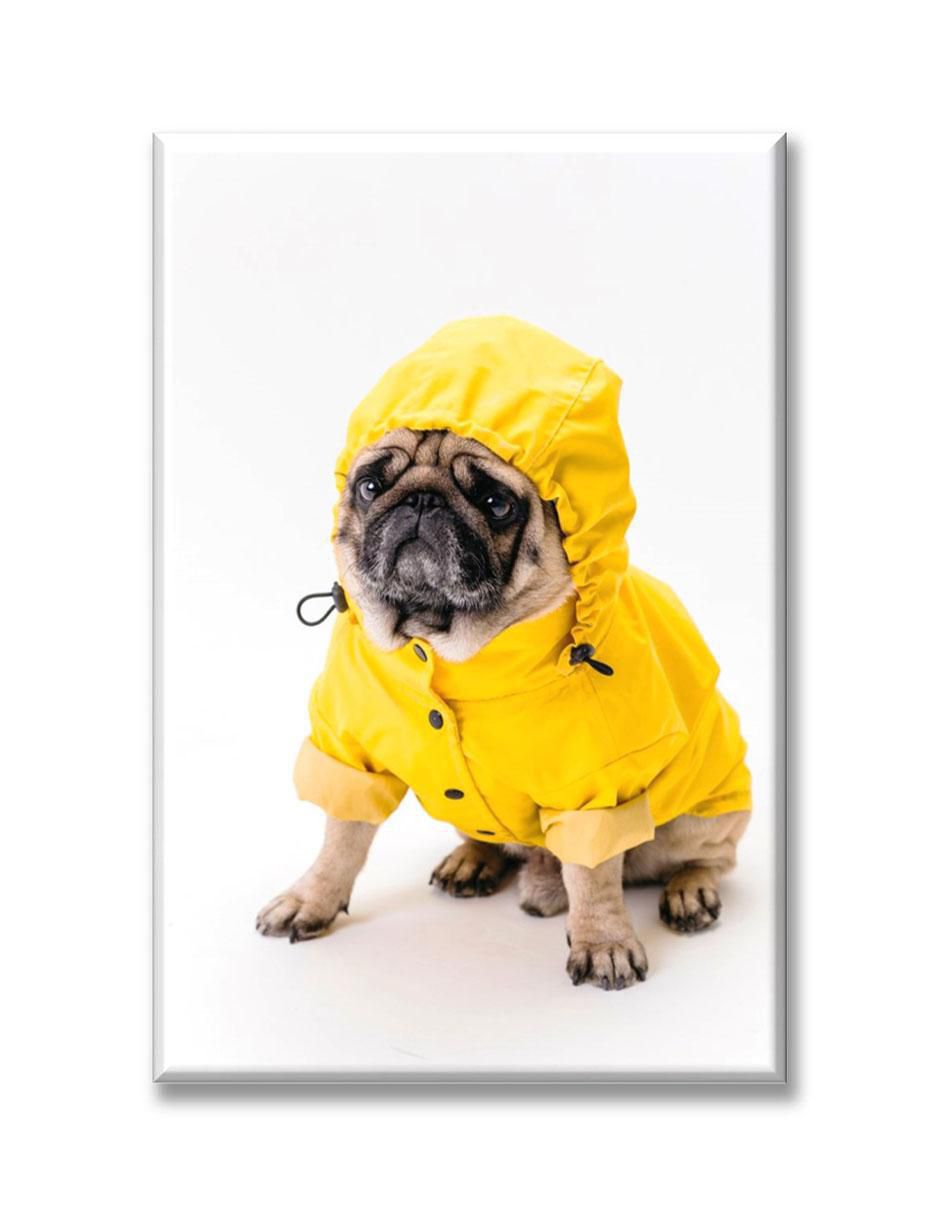 Cuadro decorativo Pug impermeable 1