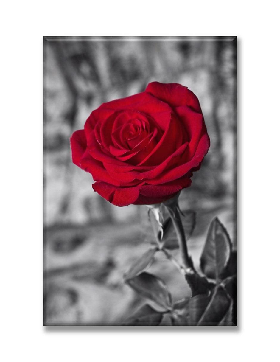 Cuadro decorativo Industria Grafica Ciento 23 Rosa roja BN